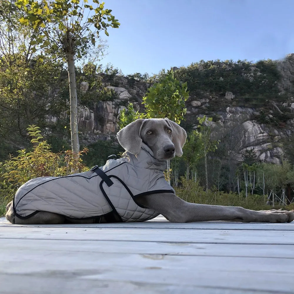 Oasis Hound™ Reflective Winter Dog Jacket