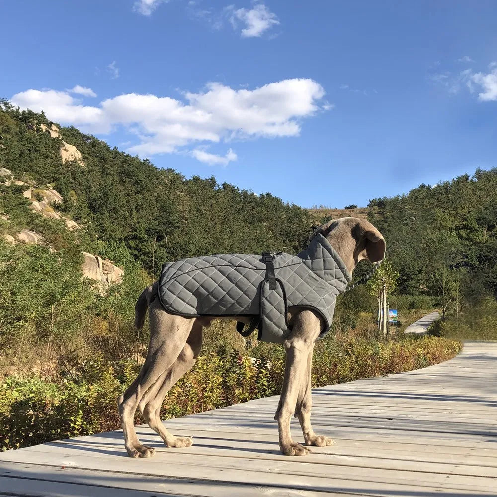Oasis Hound™ Reflective Winter Dog Jacket