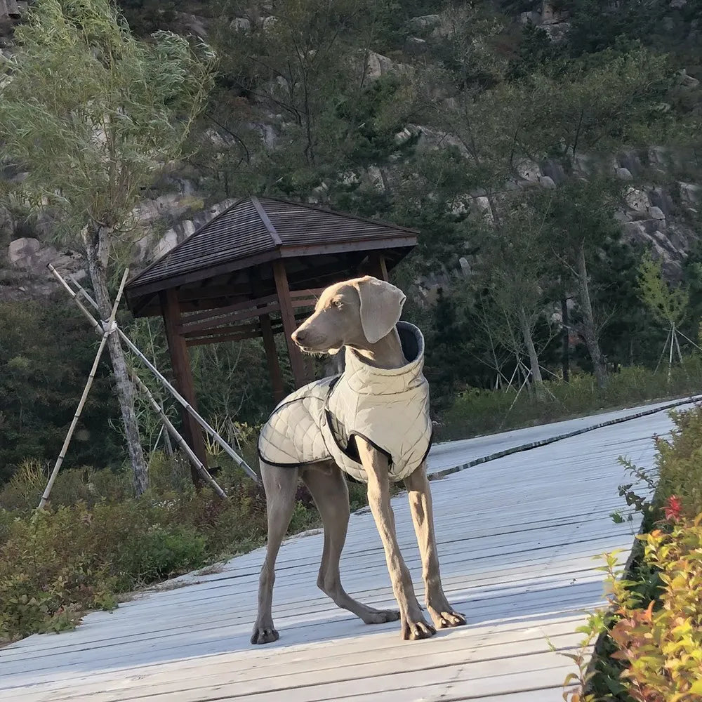 Oasis Hound™ Reflective Winter Dog Jacket